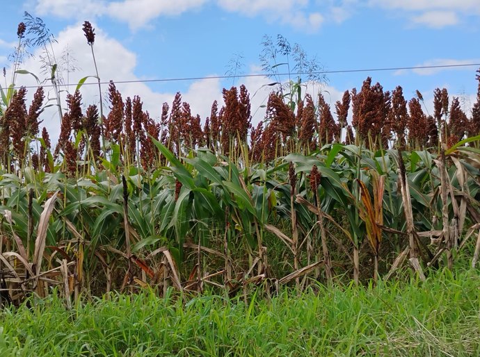 Pindorama revoluciona agronegócio alagoano através do incentivo ao cultivo de sorgo