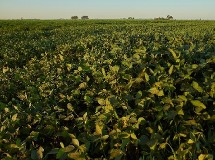 O que acontece embaixo da terra impacta produção de amendoim