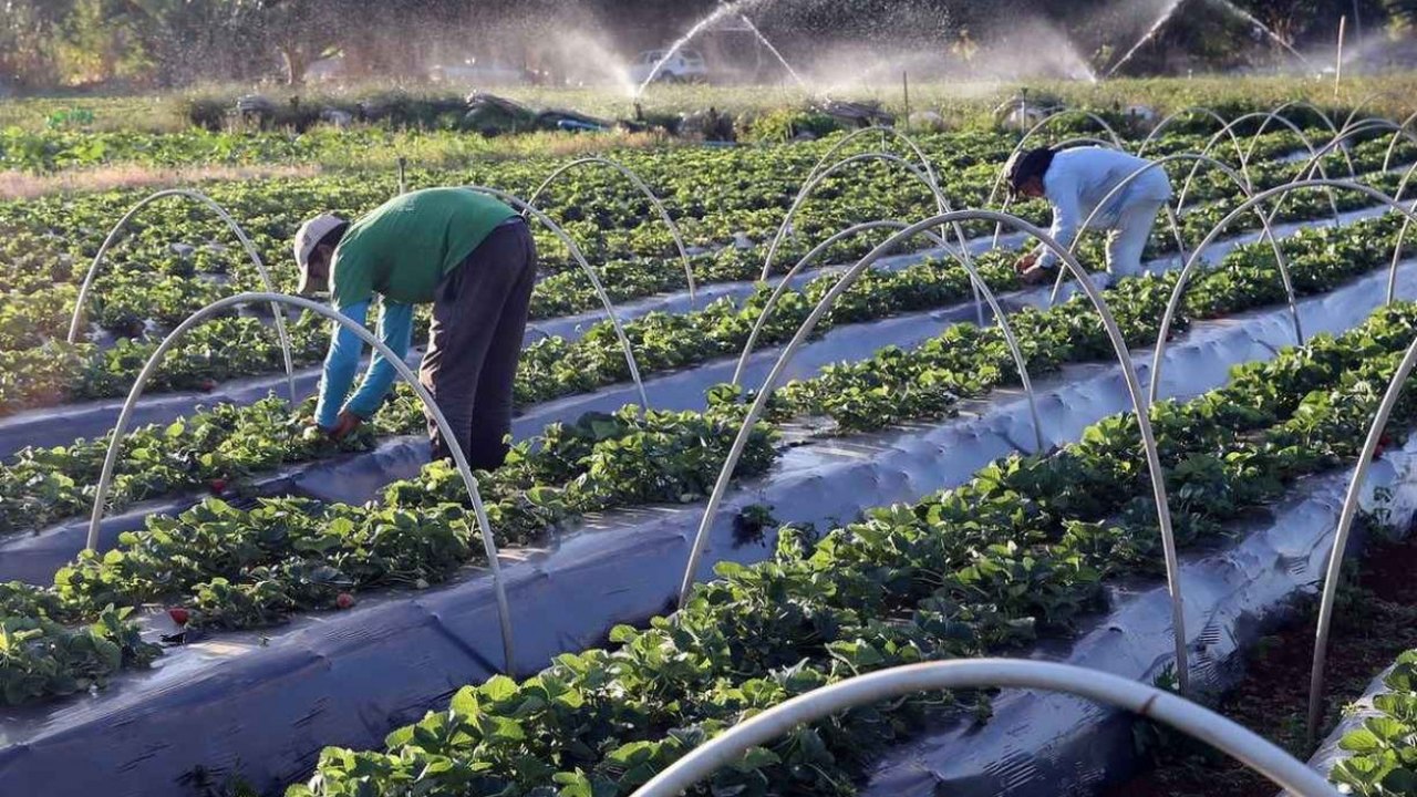 Guerra na Ucrânia expõe dependência brasileira por fertilizantes importados