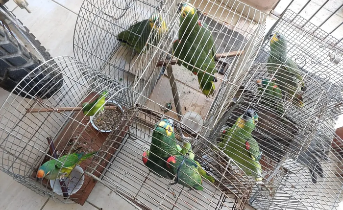 178 aves silvestres foram apreendidas em operação em Alagoas