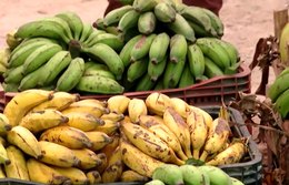 Agricultura quilombola: produção de alimentos irão compor cestas básicas