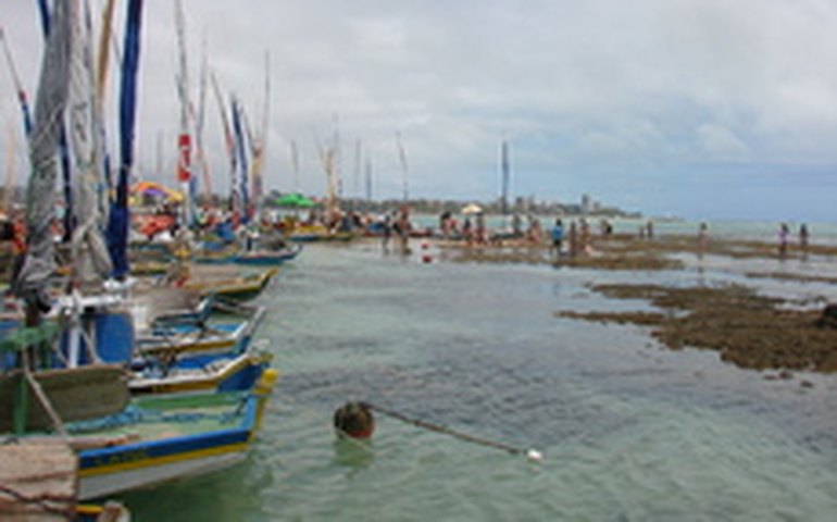IMA devolve à praia organismos marinhos apreendidos durante operações