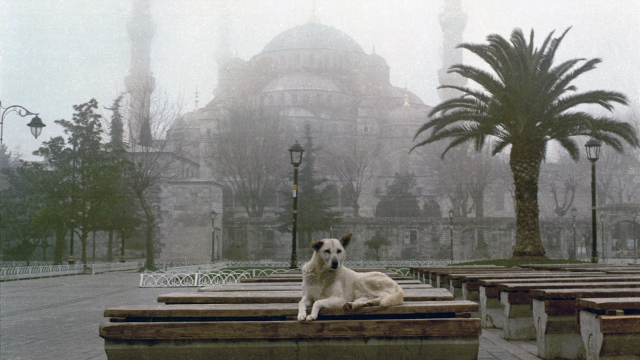Milhares protestam em Istambul contra plano de abate de cães de rua