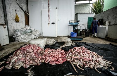 FPI do São Francisco interdita unidade de beneficiamento de produtos gordurosos não comestíveis