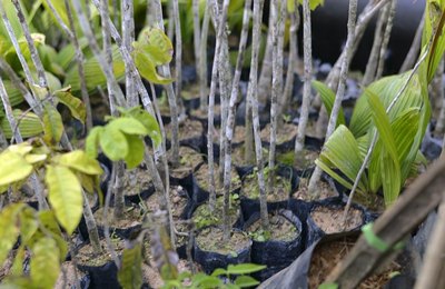Municípios devem participar do Projeto Virada Ambiental plantando mudas nativas