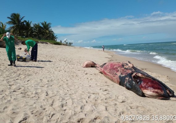 Com cinco metros de comprimento, filhote de baleia encalha na Barra de São Miguel