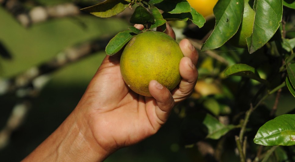 Laranja/Mão Amiga 