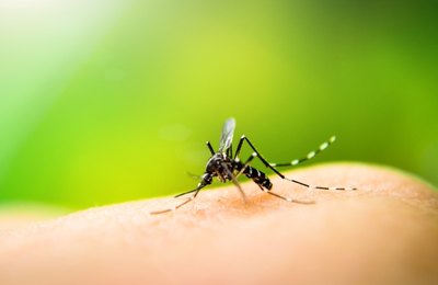 Saúde de  Maceió reforça importância do combate ao mosquito Aedes aegypti