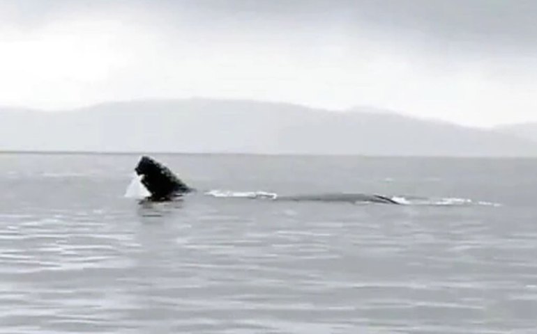Baleia é libertada na Baía de Sydney, após 22 horas presa a cordas e boias; vídeo