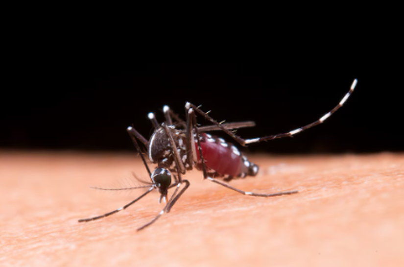 Alagoas fechou 2025 com quase 7 mil casos confirmados de Dengue