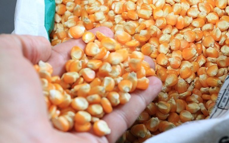 Entrega de sementes renova esperança de agricultores alagoanos na produção