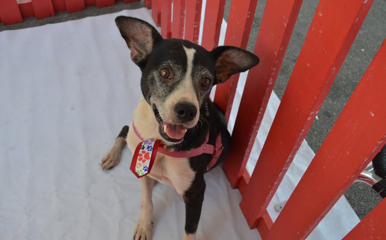 UNINASSAU realiza evento de adoção de animais no Maceió Shopping