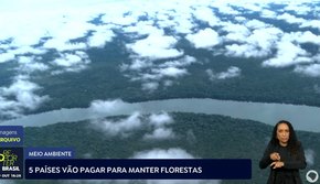 Cinco países vão pagar para manter florestas