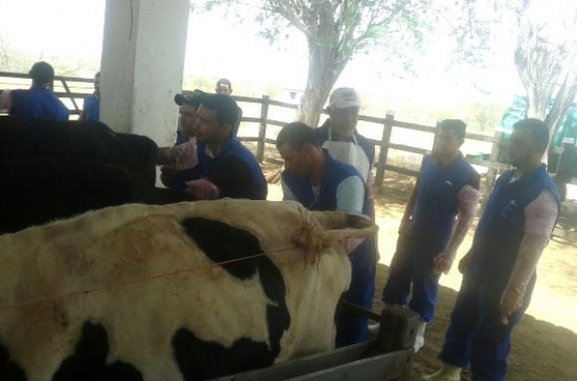 Pequenos produtores fazem de curso de inseminação artificial