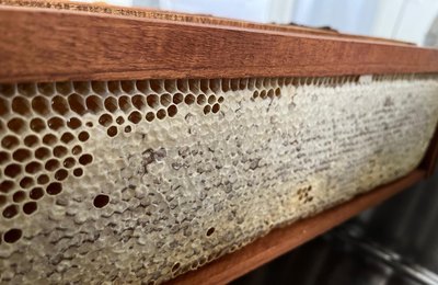 Câmara Setorial da Apicultura e Meliponicultura realiza feira na Seagri