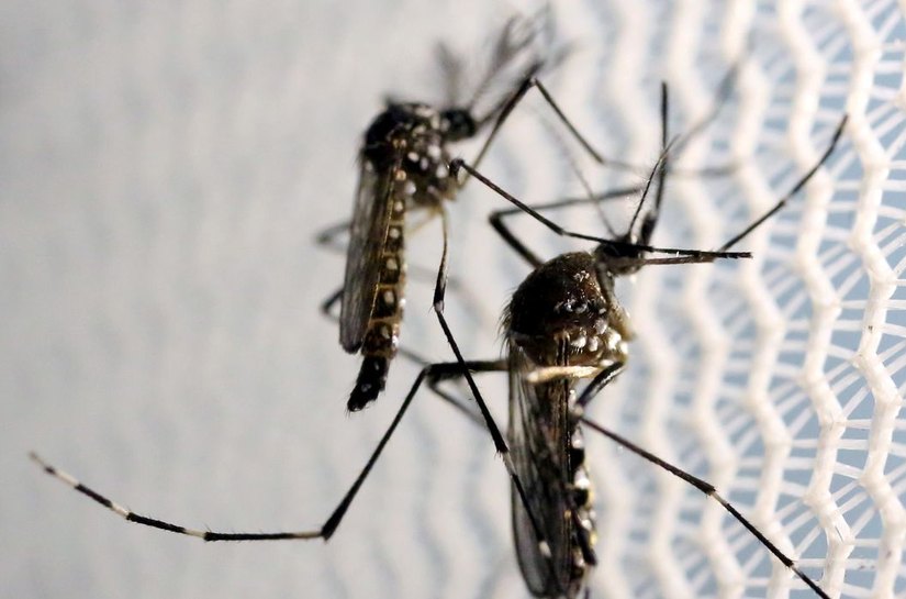 Cinco cidades de Alagoas estão com risco de surto de dengue, aponta Sesau