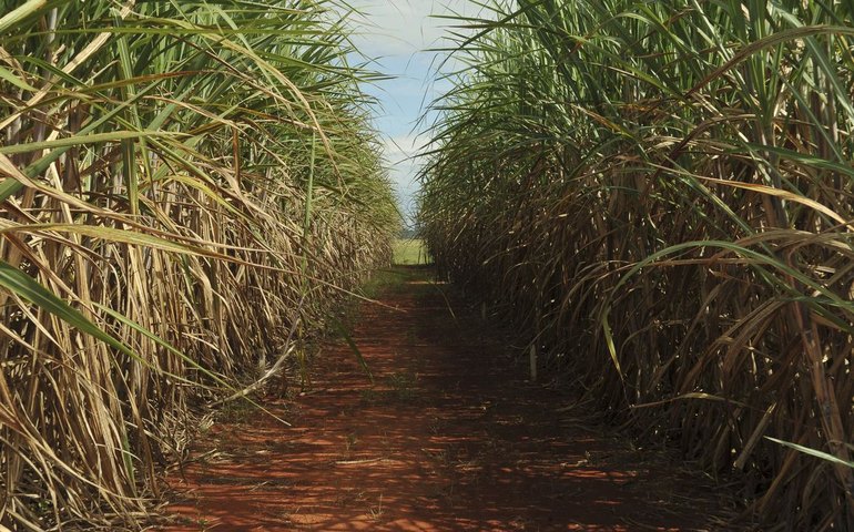 Seca extrema derruba produtividade de cana e usinas antecipam colheita
