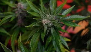 Em decisão inédita, STJ autoriza cultivo de maconha para uso medicinal / Foto: Foto: Pablo Porciuncula/AFP