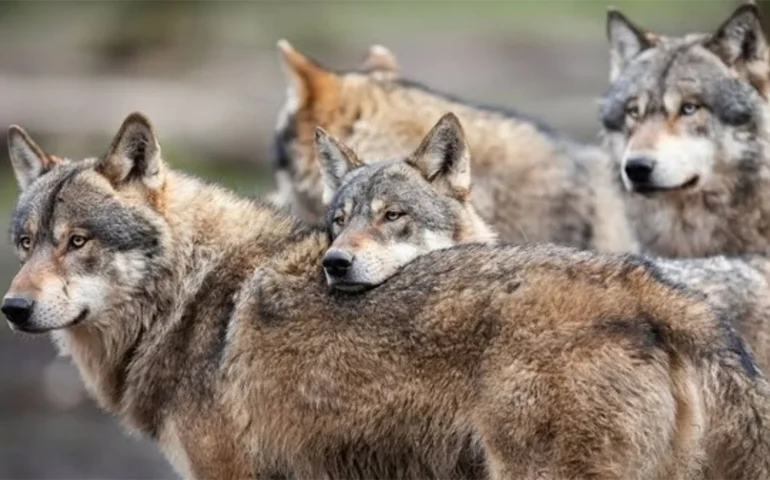 Justiça holandesa permite disparos de bolas de tintas contra lobos que representem perigo