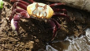 caranguejo uça