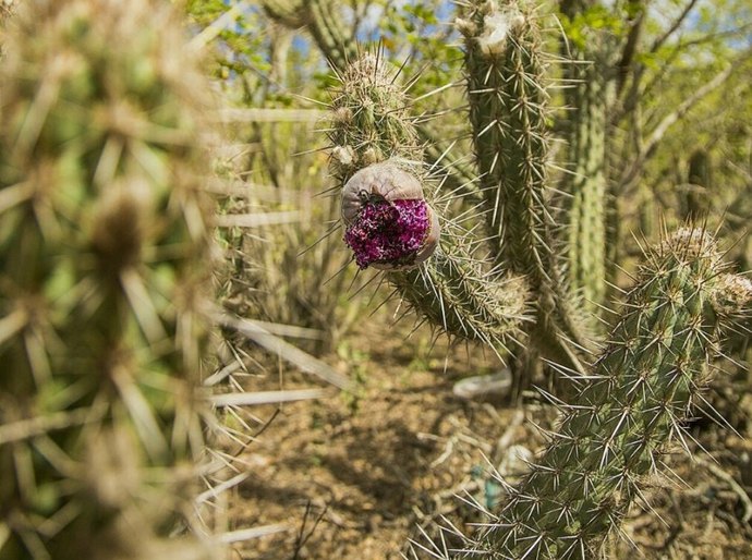 Sesau prestou cinco mil atendimentos no Governo Presente no Sertão
