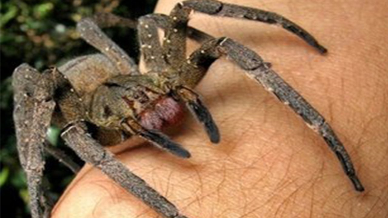 Estudo revela que picada de aranha brasileira pode substituir o Viagra
