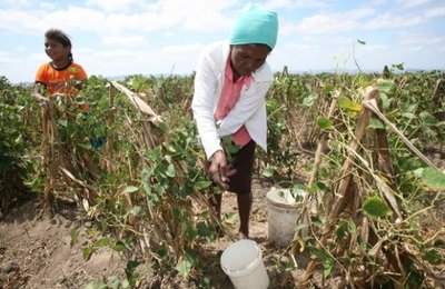 Governo beneficiará produtores de cana-de-açúcar com fertilizantes