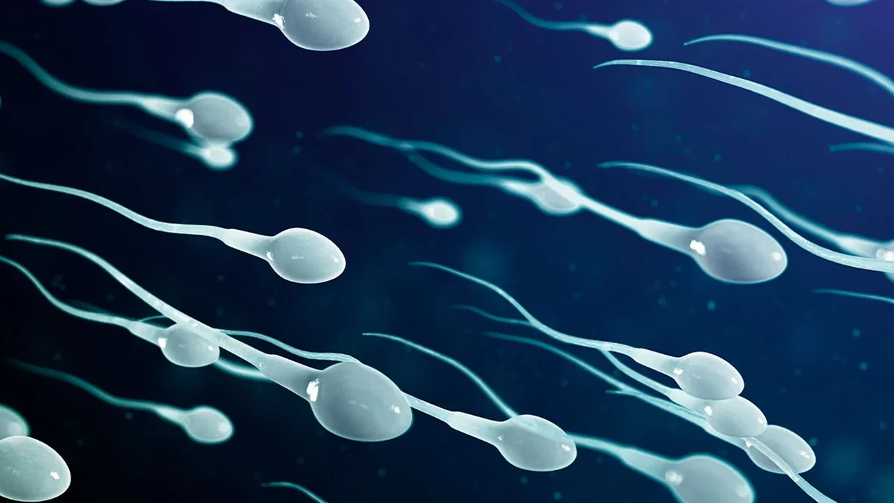 IA encontra oito espermatozoides antes 'invisíveis', e casal engravida mesmo após diagnóstico de infertilidade severa; entenda