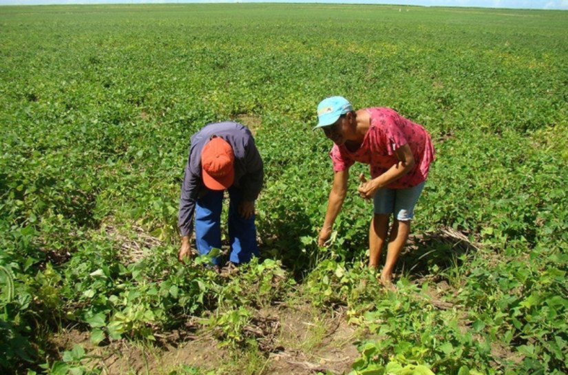 Agricultores realizam colheita do Barriga Cheia em Campo Alegre