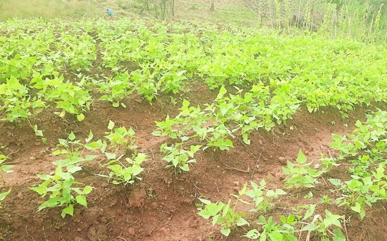 Famílias do Programa Cultiva Mais Viçosa começam a colher produção
