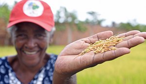 materia arroz
