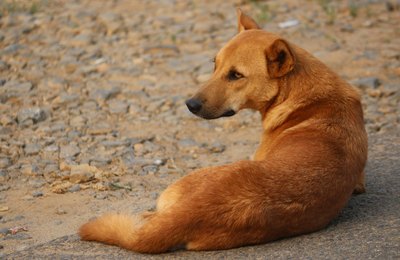 Dia do Vira-Lata: Com 4,8 milhões de pets vulneráveis no país, Elanco fala sobre a importância da adoção responsável
