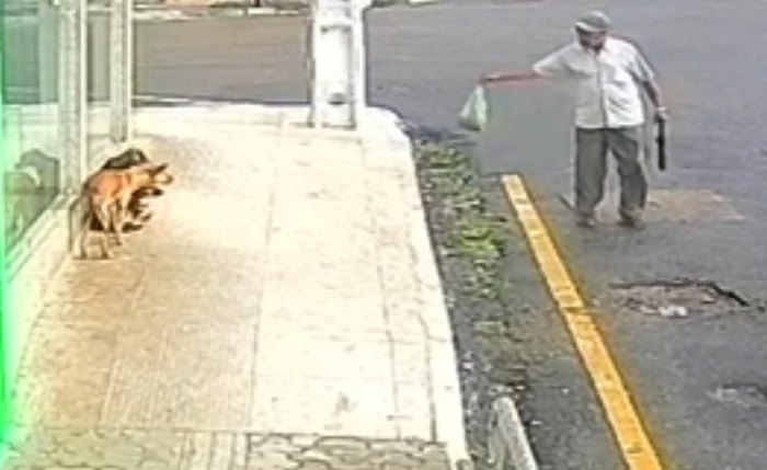 Vídeo mostra idoso jogando comida envenenada para cachorros