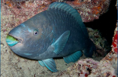 Foto de peixe ameaçado de extinção vence concurso de fotografia 