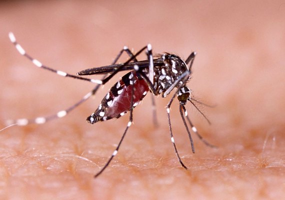 El Niño e alterações climáticas favorecem aumento de casos de dengue