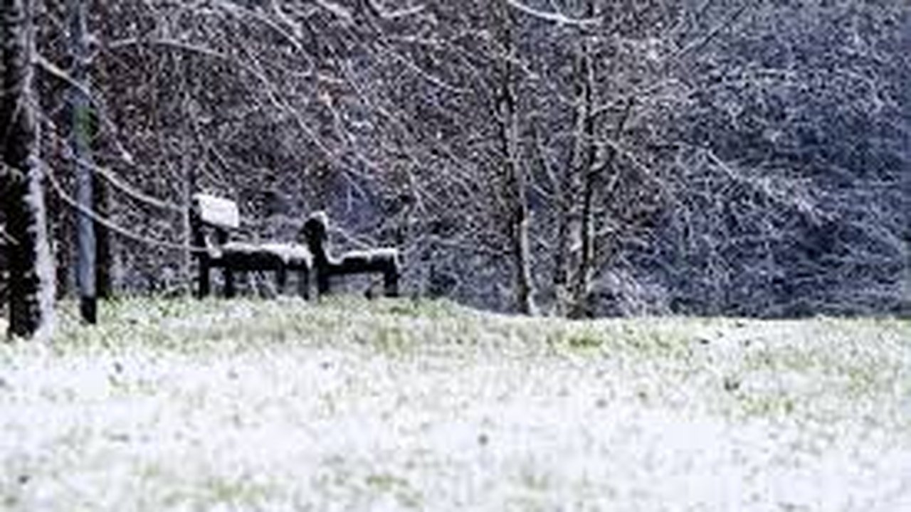 Isolados pela neve há mais de um mês, caseiro e seus 13 cães são resgatados com ajuda de blindados na Argentina