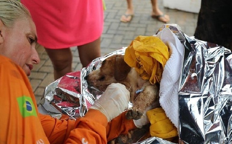 Equipe resgata cães e gatos que perderam tutores na tragédia de São Sebastião