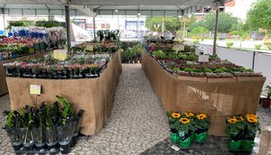 Feira de Flores de Holambra / Foto: Reprodução
