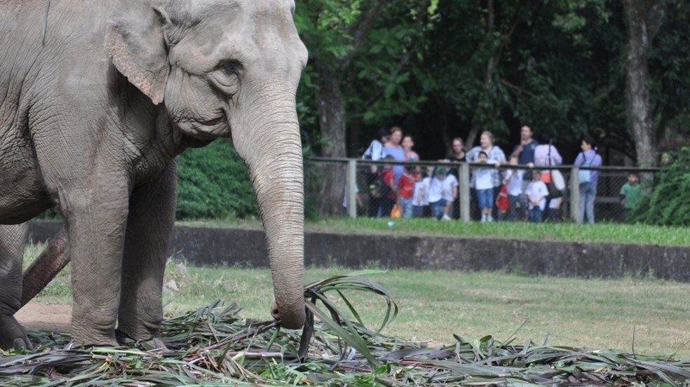 Força-Tarefa é Mobilizada para Proteger Animais em Zoológico do RS Após Confirmados Casos de Gripe Aviária