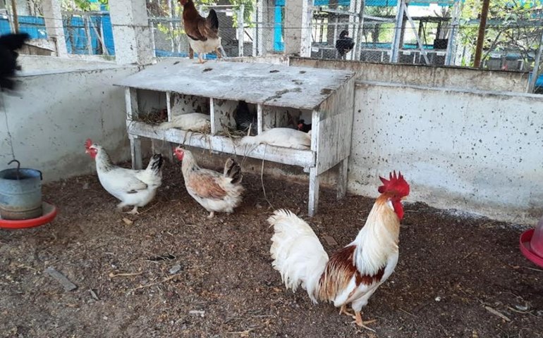 Uesb abre inscrições para produtores interessados em aves nativas