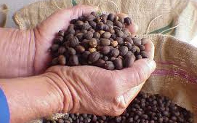Produtora de café de Minas vence concurso de grãos naturais da BSCA