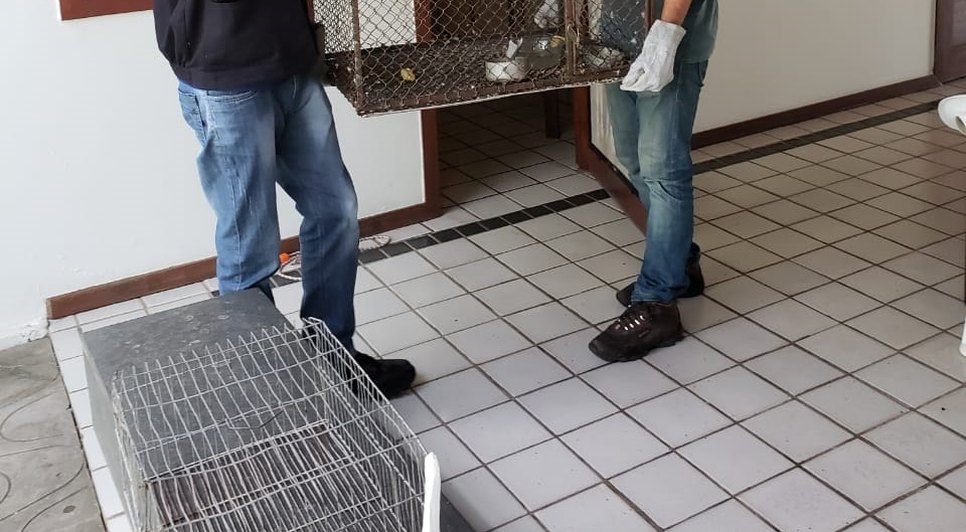 ANIMAIS APREENDIDOS / Foto: Ascom/ Sedurbs