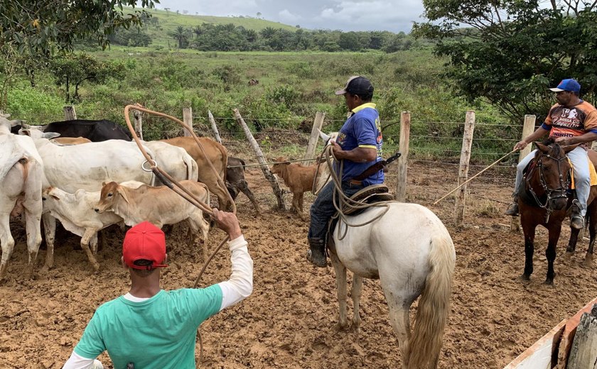 Seagri e Adeal promovem vacinação assistida contra febre aftosa em assentamento de Novo Lino