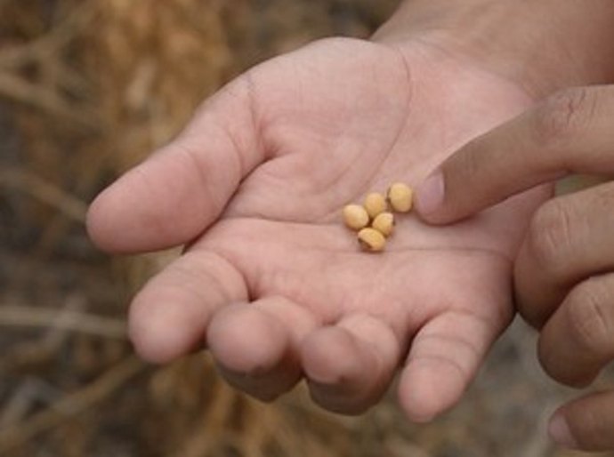 Canapi distribui mais 18 mil Kg de feijão, milho e sorgo para agricultores