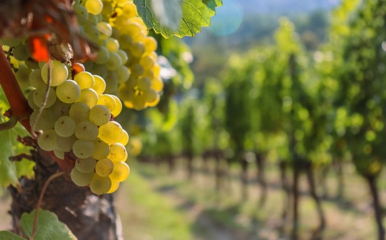 Comissão de Agricultura debate desafios do setor vitivinícola