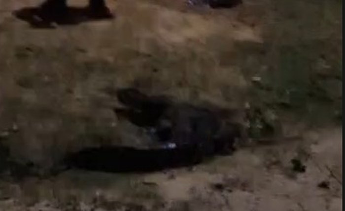 Jacaré invade residência em Marechal Deodoro e é resgatado por policial