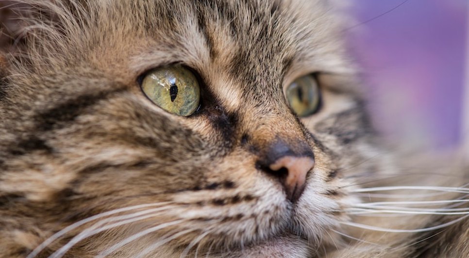 imagem-bonito-do-gato_1122-449.jpg