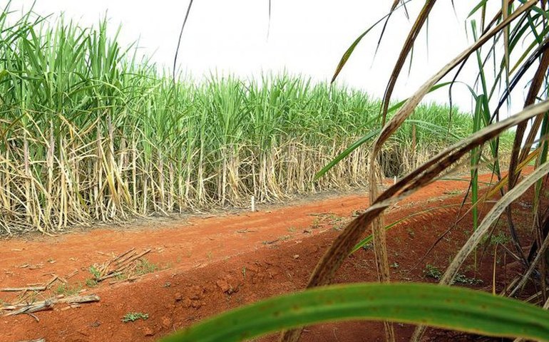 Lucro da São Martinho cai 55,2% e atinge R$ 187,449 milhões