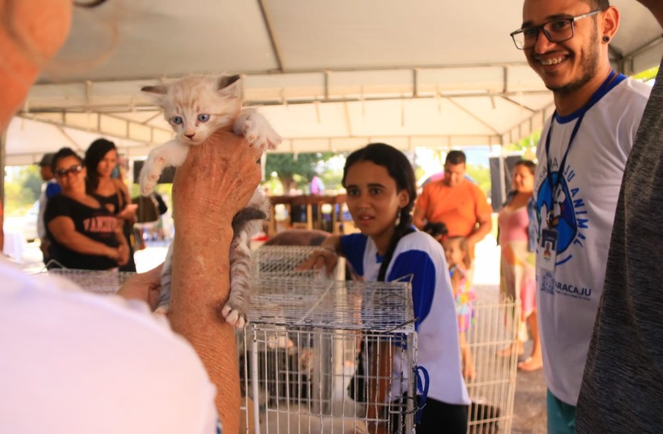 40 cães e gatos para adoção responsável / Foto: Foto: Igor Azevedo