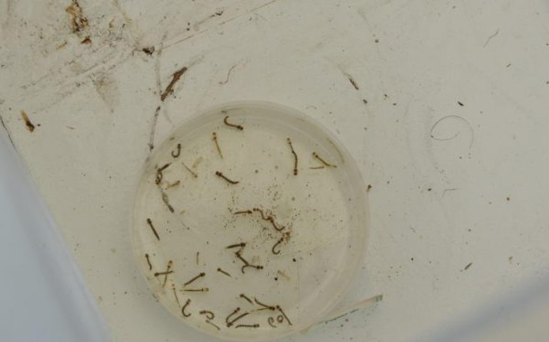 Casos prováveis de dengue aumentam em Alagoas